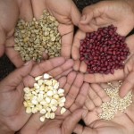 Green coffee beans (top left), Nicaraguan red beans (top right), corn (bottom left) and millet, vital Nicaraguan crops, held in women farmers’ hands