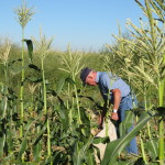 Phil gleaning corn