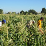 Torreys gleaning corn