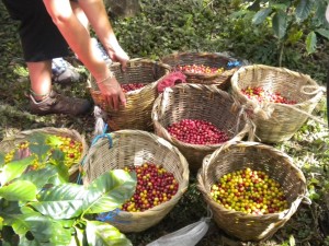 Coffee being harvested